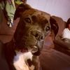 josh_babbel78